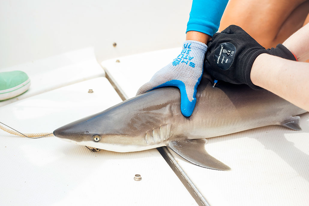 Heidy MArtinez holds a blacknose shark. The shark is gray and is lying against a white surface.