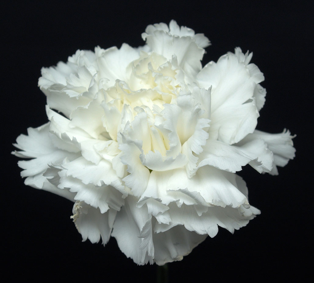 a photo of a white carnation in bloom against a black background
