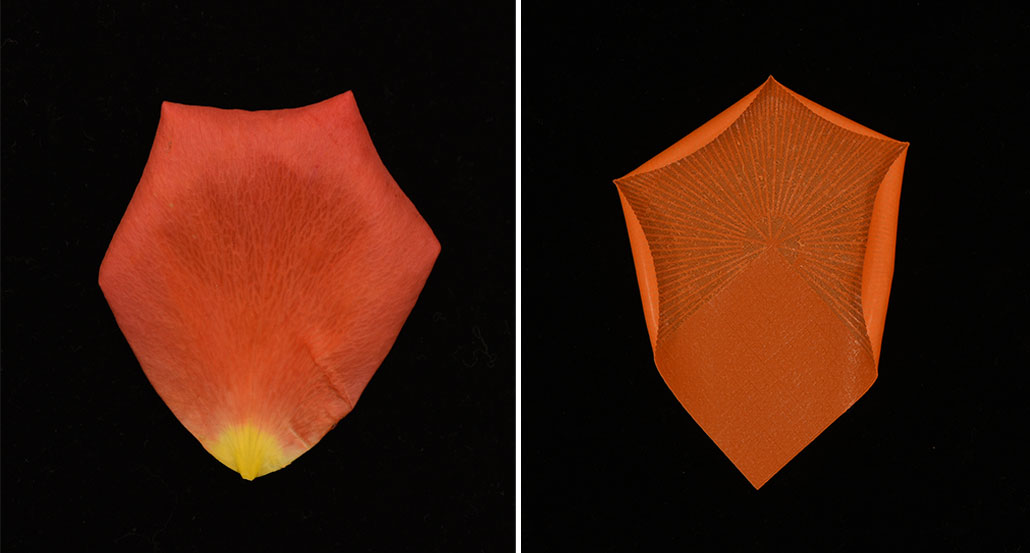 a composite of two photos, on the left is a real rose petal, and on the right is a manufactured petal