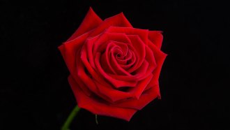 a photo of a red rose against a black background