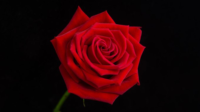 a photo of a red rose against a black background