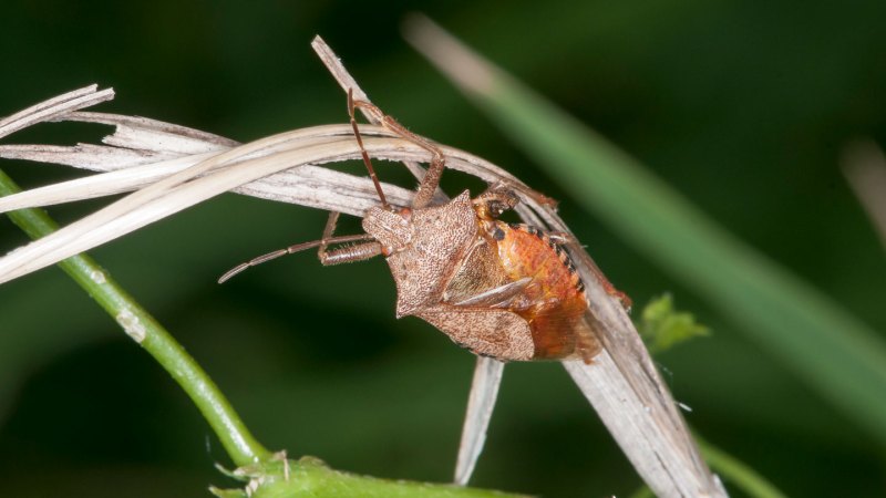 a photo of a spined soldier bog on a blade of grass