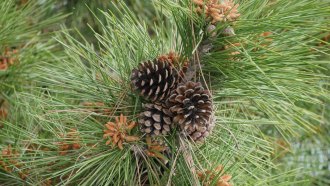 a cluster of three pinecones on against pine needles