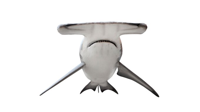 a head-on picture of a hammerhead shark, showing their T shaped head