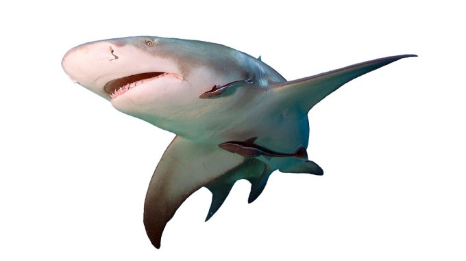 A slim shark turning to the left, it has two small fish underneath it that are along for the ride