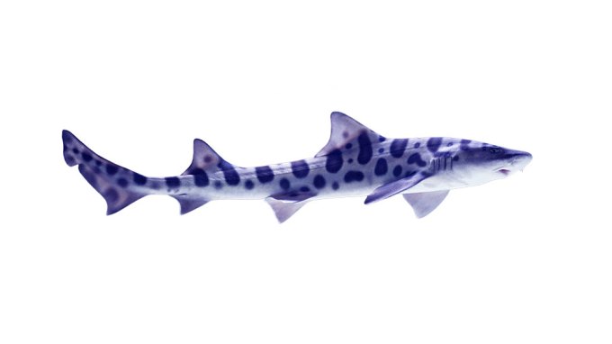 a leopard shark, a shark with a streamlined body and leopard spots