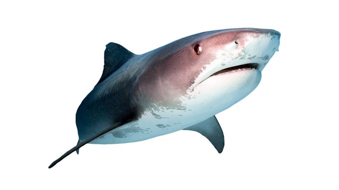 a shark swimming toward the viewer is turned slightly so it's profile can be seen