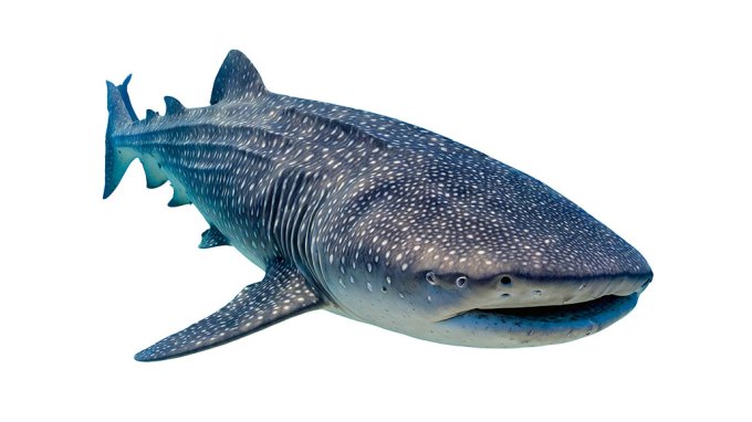 a whale shark on a white background, a long wide blue shark with white spots, it has a very wide mouth and a broad head