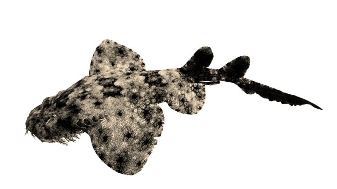 A mottled shark with wing like fins and many small strands of skin hanging off of it