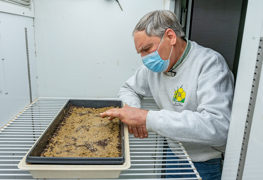 a photo of a gray haired scientist wearing a mask and examining a tray of planted seeds