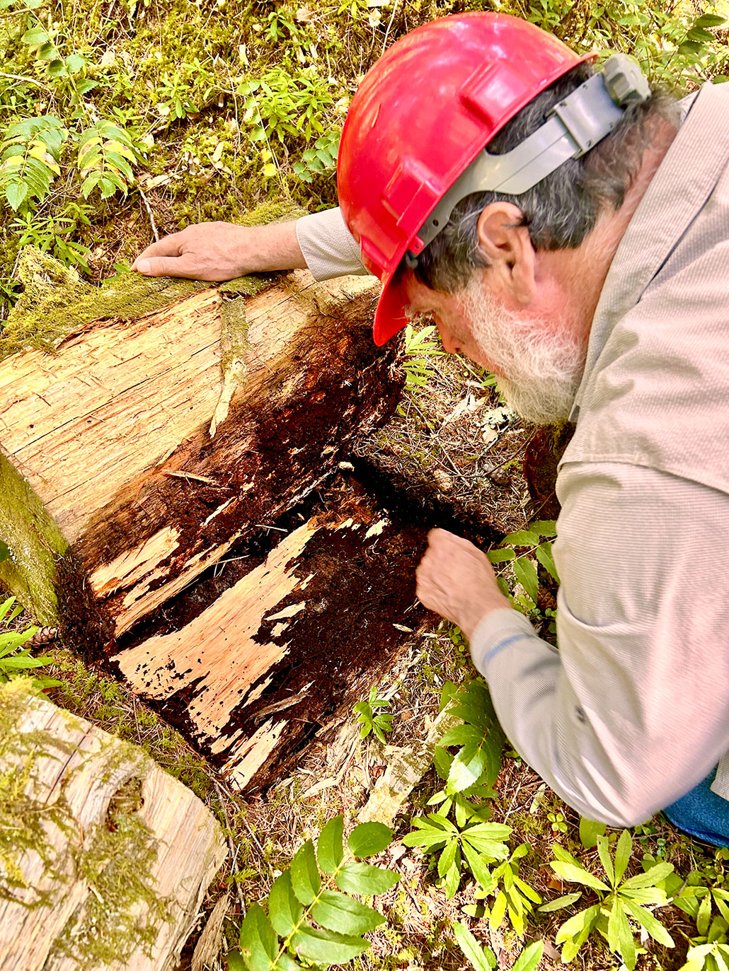 a man in a red hard hat bends studying soil under a decaying tree log