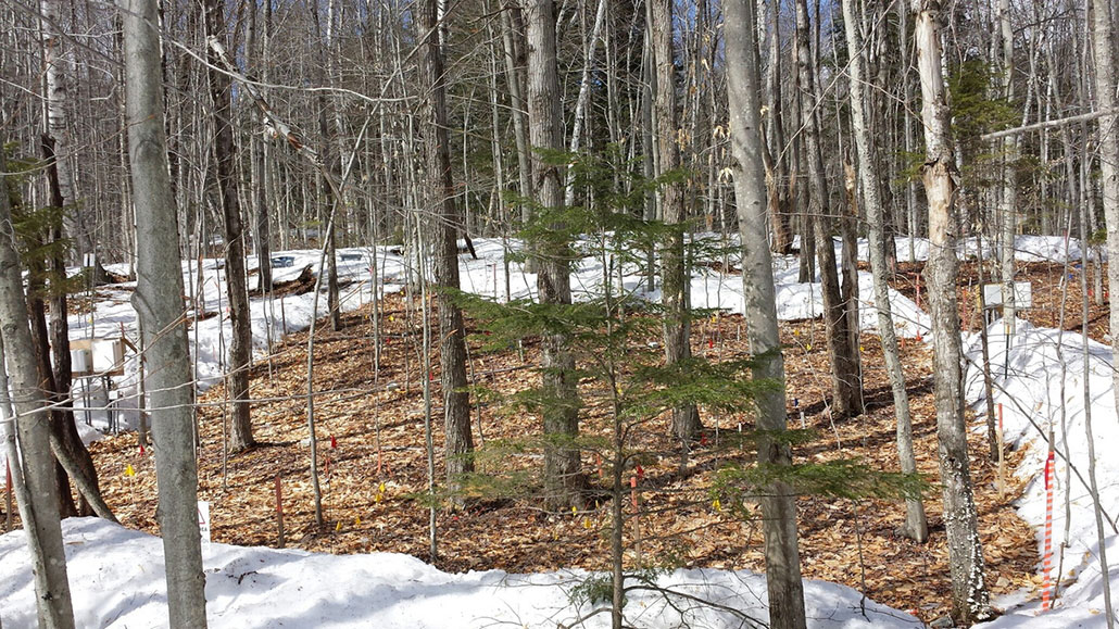 a square section of forest where an experiment is artificially heating the soil and there is no snow on the ground