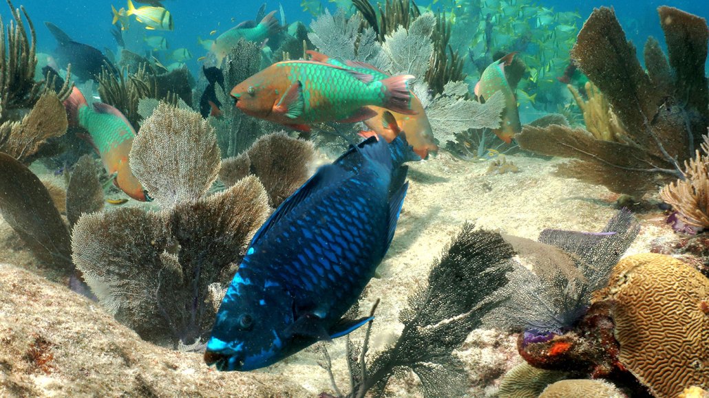 two different types of parrotfish swim just above a coral reef