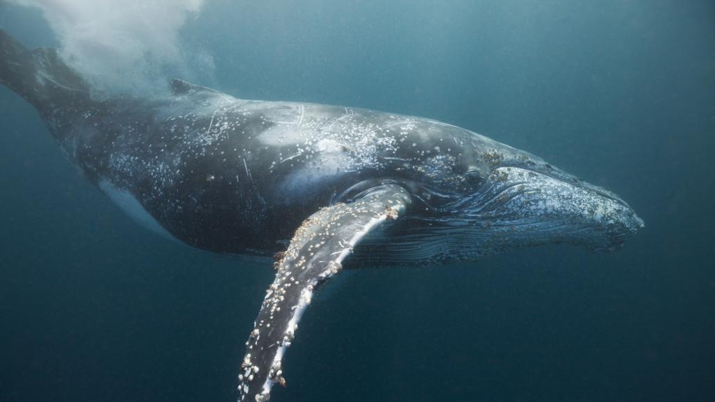 a humpback whale swims underwater