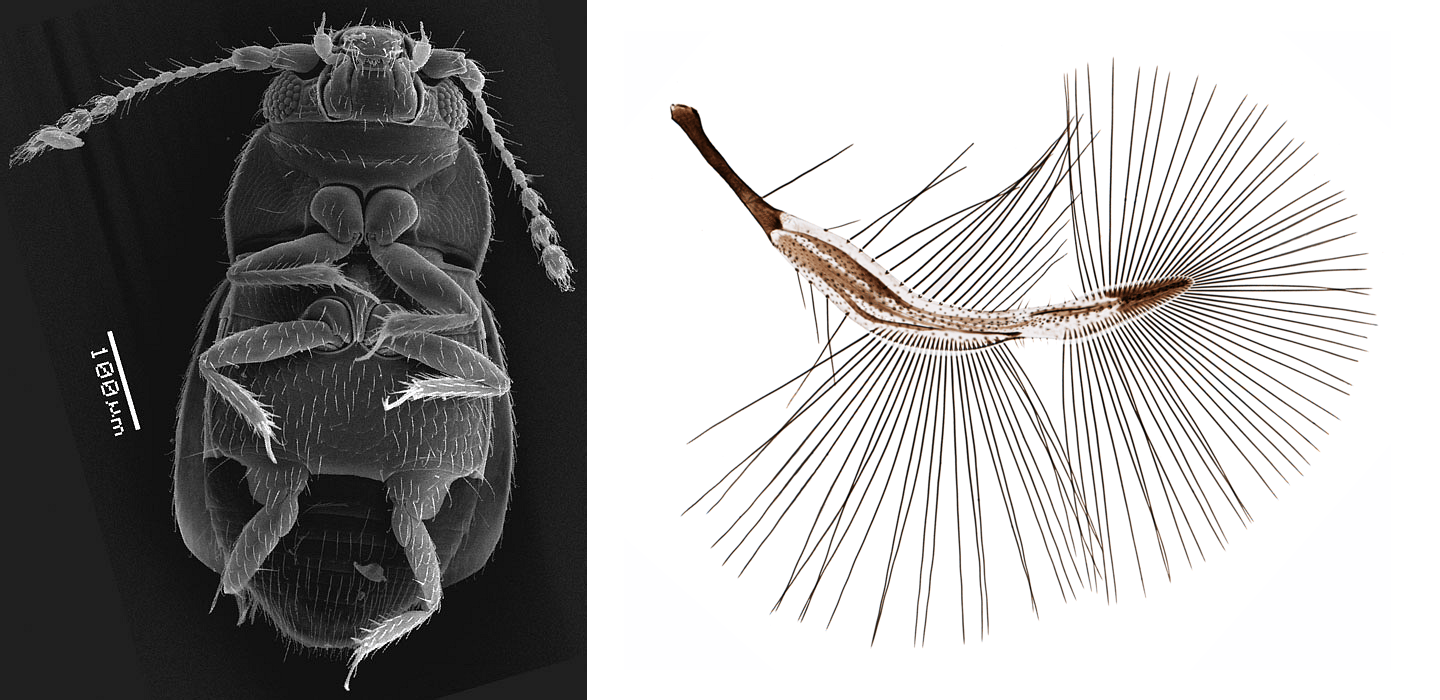 Comb-like wings help the tiniest insects swim through ‘syrupy’ air