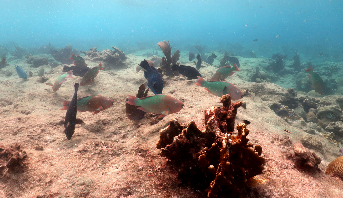 an underwater photo of a coral reef with just a gew living cora, parrotfish swim above the reef limestone