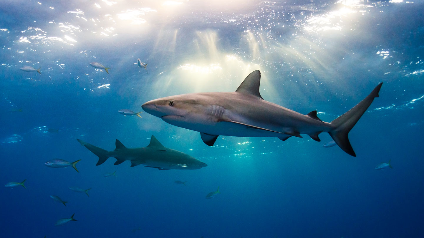 Caribbean reef sharks swim just under the surface of the ocean, sunlight beams through the water surface illuminating two sharks and a small school of fish