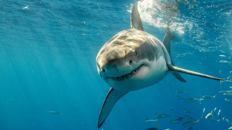 an underwater photo of a great white shark swimming towards the viewer, head on