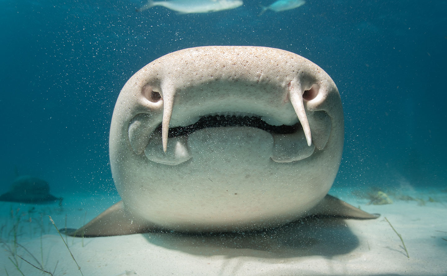 a photo of a nurse shark resting on a sandy surface. 