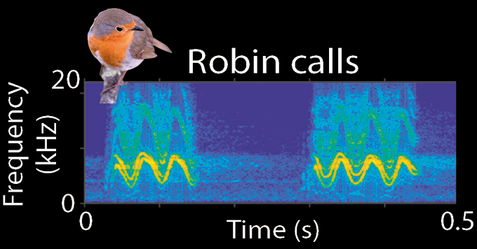 A visual showing two European robin distress calls, a European robin perches on top of the soundwaves
