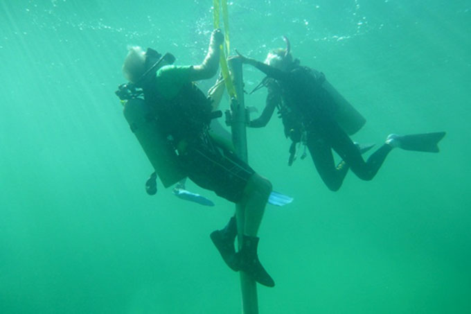 two divers in green tinted ocean water are using a gravity corer, a long metal tube