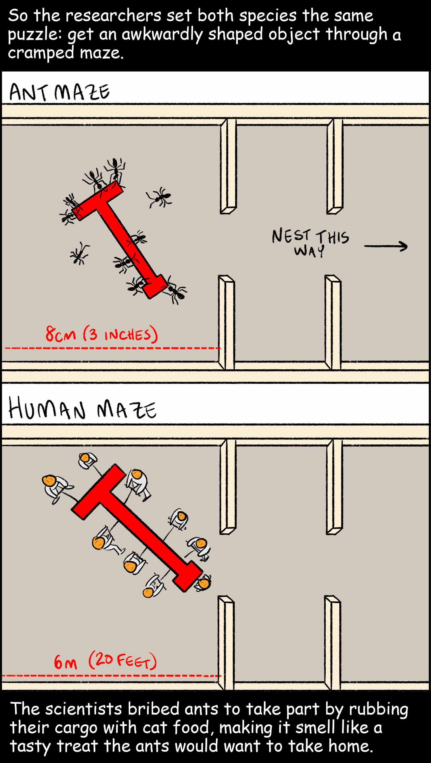 Panel 5: Text (above images): So the researchers set both species the same puzzle: get an awkwardly shaped object through a cramped maze. First image: A group of ants try to carry a T-shaped item through a maze, toward their nest at the end of the maze. Second image: A group of people try to carry a T-shaped item through a maze that is much larger than, but otherwise identical to, the ants’ maze. Text (below images):  The scientists bribed ants to take part by rubbing their cargo with cat food, making it smell like a tasty treat the ants would want to take home. 