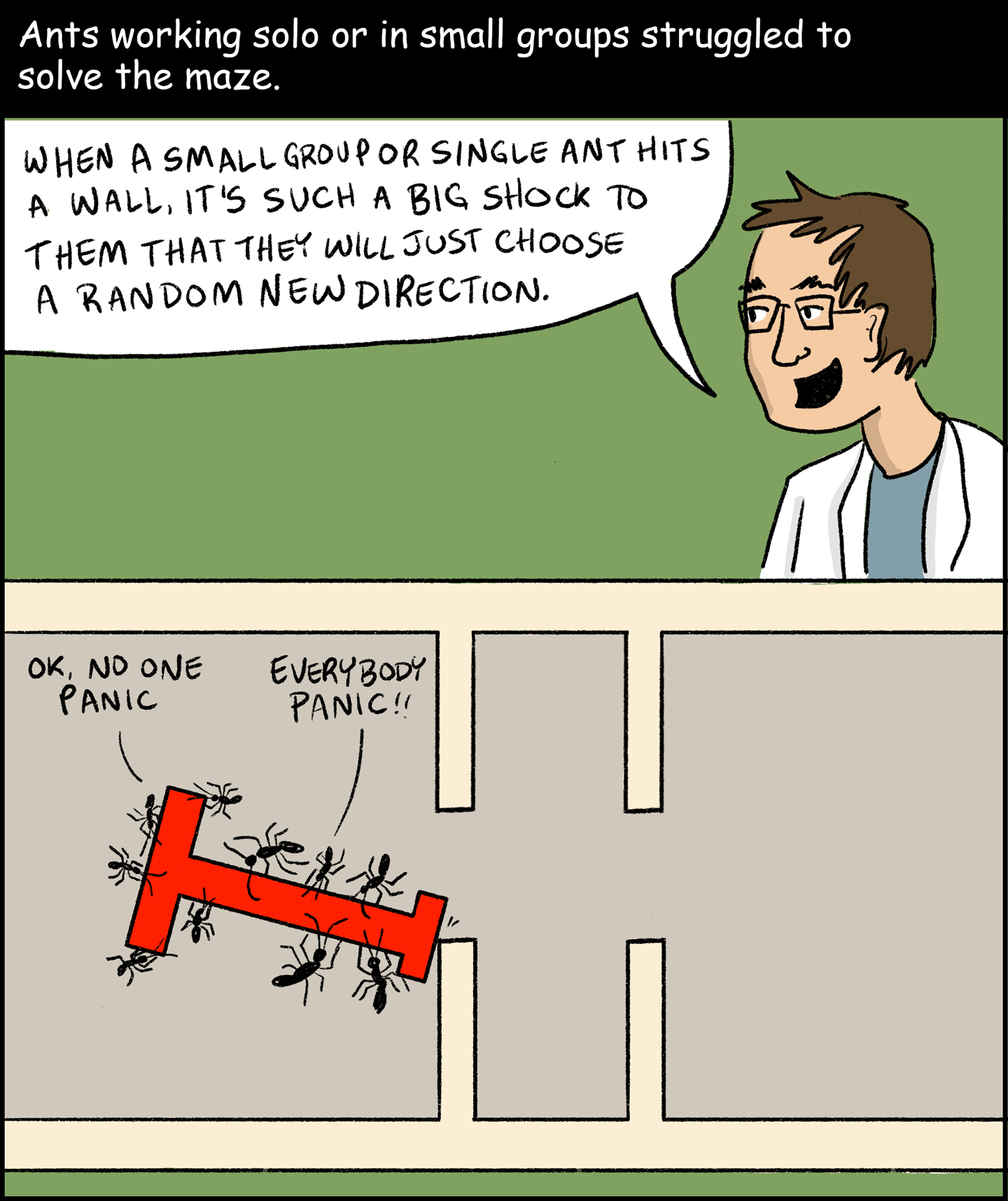 Panel 6: Text (above image): Ants working solo or in small groups struggled to solve the maze. Image: Ofer Feinerman says, “When a small group or single ant hits a wall, it’s such a big shock to them that they will just choose a random new direction.” Below him, an inset shows a small group of ants try to get their T-shaped object through the maze. The object has hit a wall. One ant says, “OK, no one panic.” Another ant says, “Everybody panic!!”