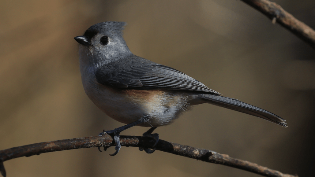 a tufted titmouse stands on a branch