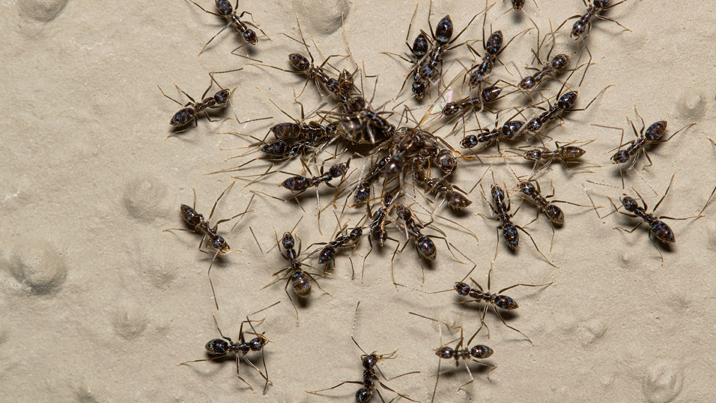 a team of longhorn crazy ants pulling prey back to a nest