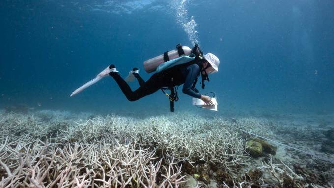In this photo, a citizen scientist studies bleached corals off the coast of Thailand in June 2024. Marine heat waves devastated 80 percent of the world's warm water coral reefs in 2024. Projections for warming by 2030 suggest the world's corals are past their tipping point.