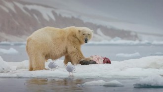 a polar bear stands on a sheet of ice with a bloody carcass of a dead animal in front of it, while seagulls stand nearby