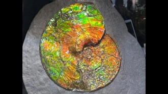 a brightly colored slice of ammolite shimmers in green, orange and yellow on a gray background