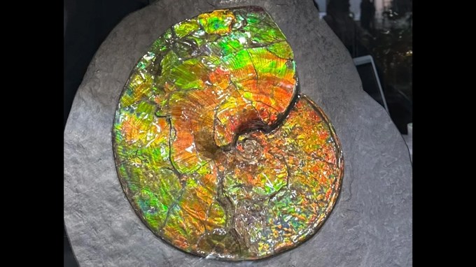 a brightly colored slice of ammolite shimmers in green, orange and yellow on a gray background