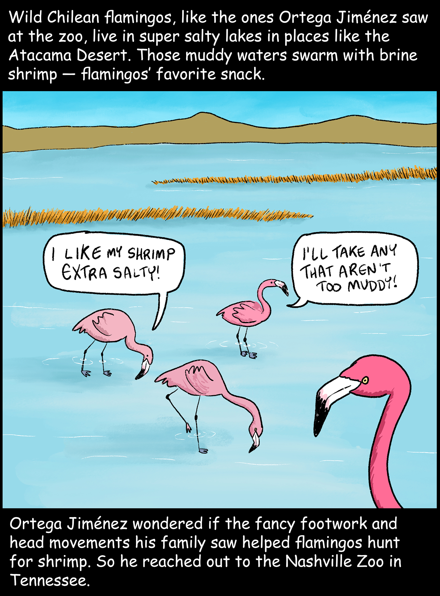Panel 2: Text (above image): Wild Chilean flamingos, like the ones Ortega Jimenez saw at the zoo, live in super slaty lakes in places like the Atacama Desert. Those muddy waters swarm with brine shrimp — flamingos’ favorite snack. Image: Four flamingos strut around the shallow waters of a wide salt lake in a desert landscape. One of the flamingos, with its beak dipped below water, says, “I like my shrimp extra salty!” Another flamingo standing up says, “I’ll take any that aren’t too muddy!” Text (below image): Ortega Jimenez wondered if the fancy footwork and head movements his family saw helped flamingos hunt for shrimp. So he reached out to the Nashville Zoo in Tennessee. 