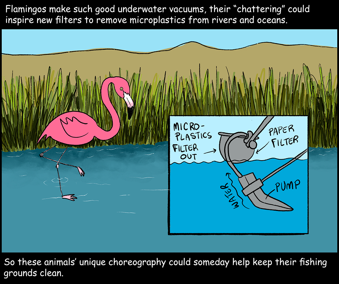 Panel 6: Text (above image): Flamingos make such good underwater vacuums, their “chattering” could inspire new filters to remove microplastics from rivers and oceans. Image: A flamingo walks through the shallow water of a pond under a blue sky. An inset shows how a flamingo-inspired water filter might work. A pump shaped like a flamingo’s beak dips underwater. Water travels up through the pump to a container above the water, where microplastics are filtered out. Text (below image): So these animals’ unique choreography could someday help keep their fishing grounds clean.