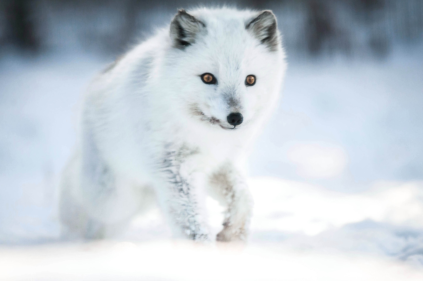 a white arctic fox walks through the snow