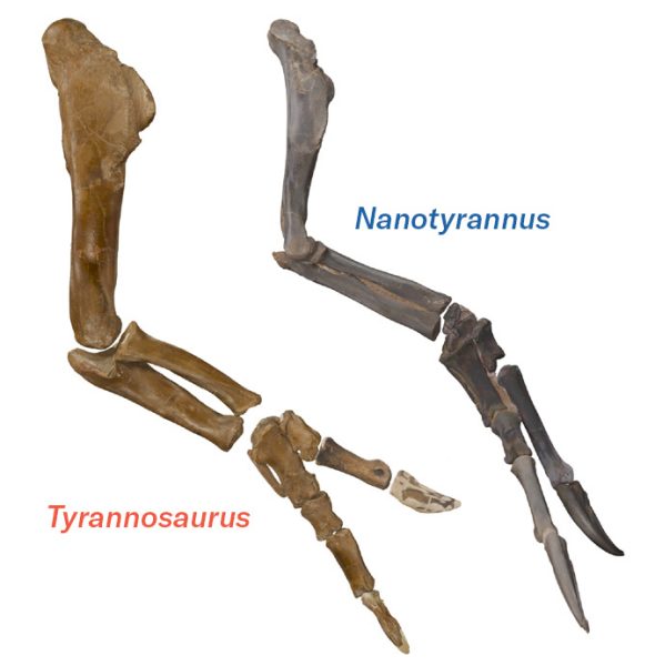 A side-by-side comparison of the arm bones of a Tyrannosaurus and a Nanotyrannus.