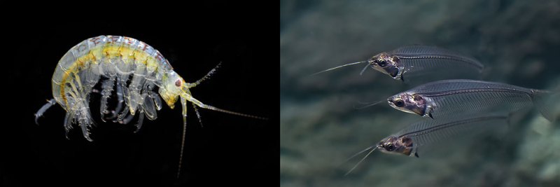 On the left, an amphipod floats in the black depths of the deep sea. On the right, three ghost catfish swim in front of a rock.