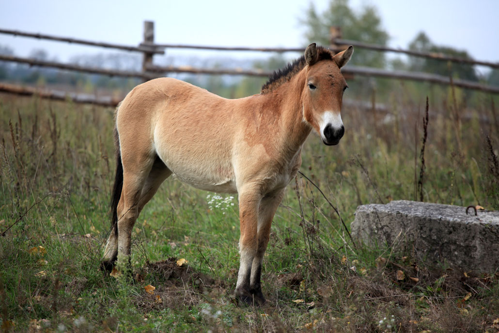 a small brown horse with a short mane stands in front of a wood fence in a grassy area