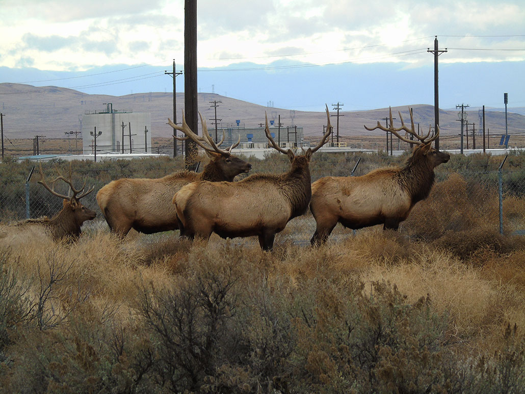 Three elk stand facing the left of the image. They are in a brown grassland. Another elk is sitting behind the first three. Telephone lines break up the horizon. There are brown hills in the distance and a few mud colored buildings.