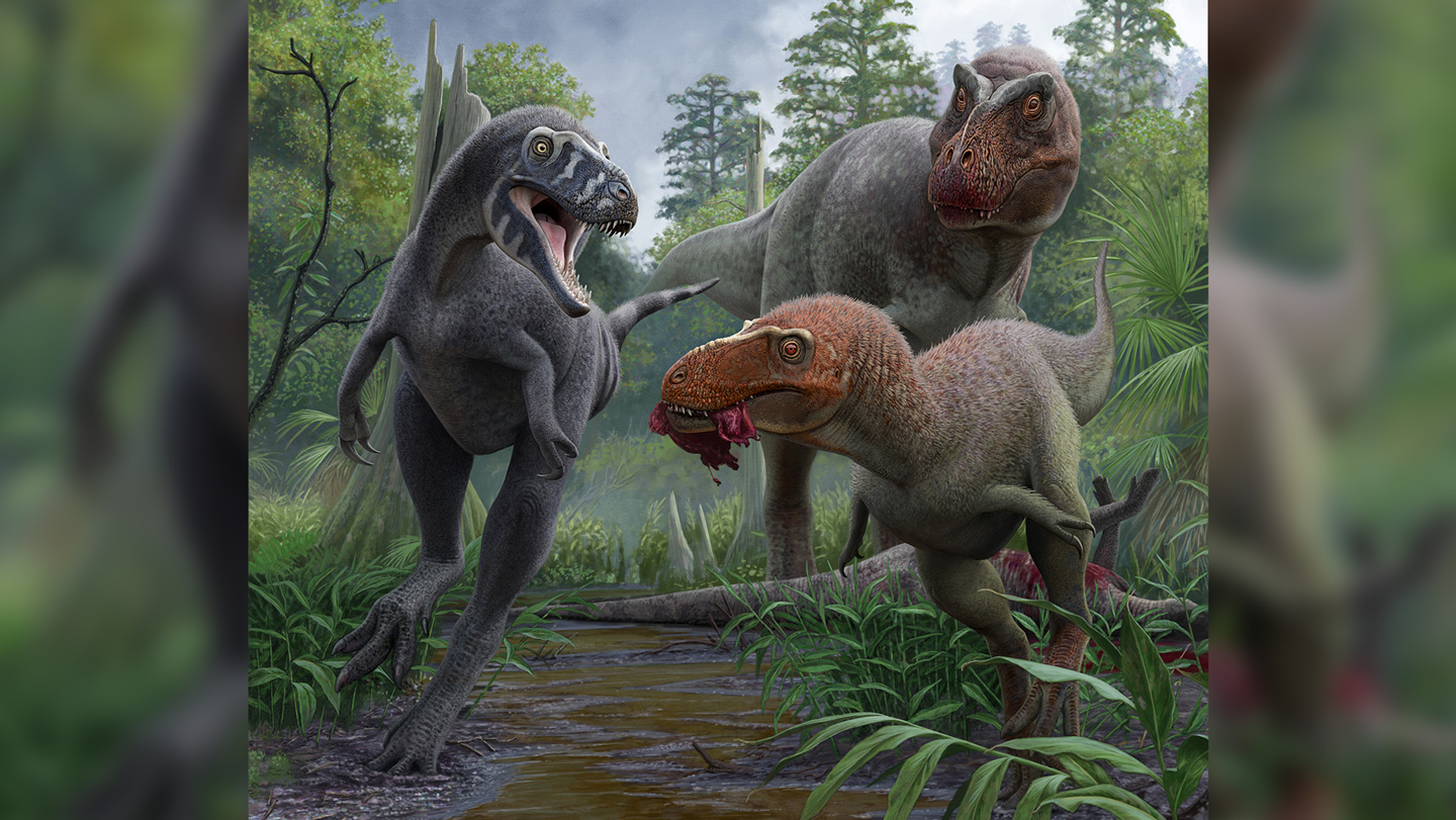 An illustration of a Nanotyrannus and two T. rexes competing for the carcass of another dinosaur.
