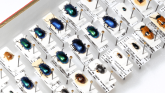three rows of beetles with shiny shells of various colors are arranged on a table with labels