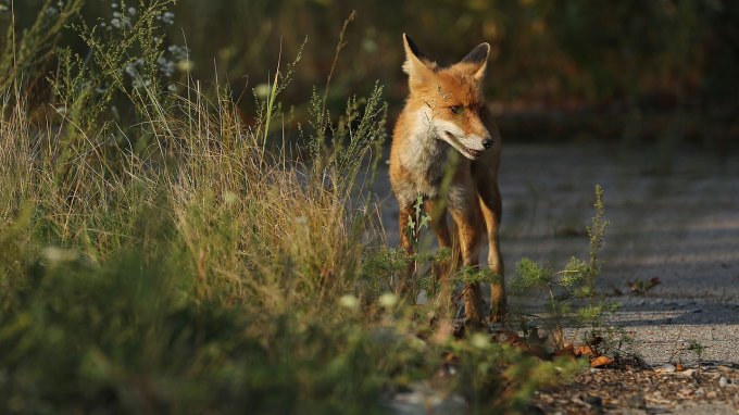 A fox stands behind a clump of long grass and wideflowers, on an asphalt path