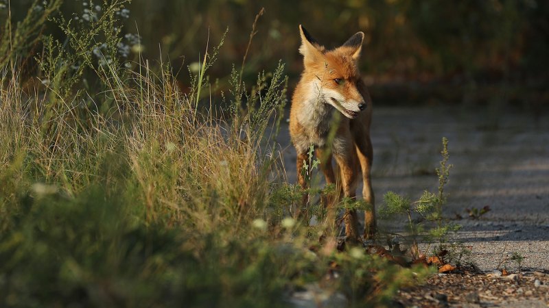 A fox stands behind a clump of long grass and wideflowers, on an asphalt path