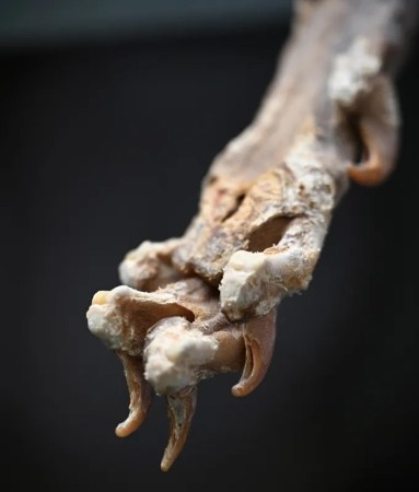 An image of the mummified paw of a cheetah