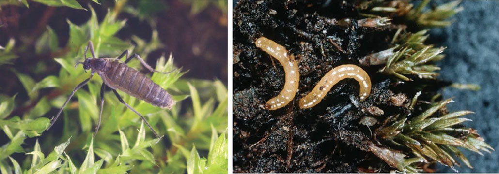 a composite image showing a wingless fly on the right and it's maggot larvae on the right