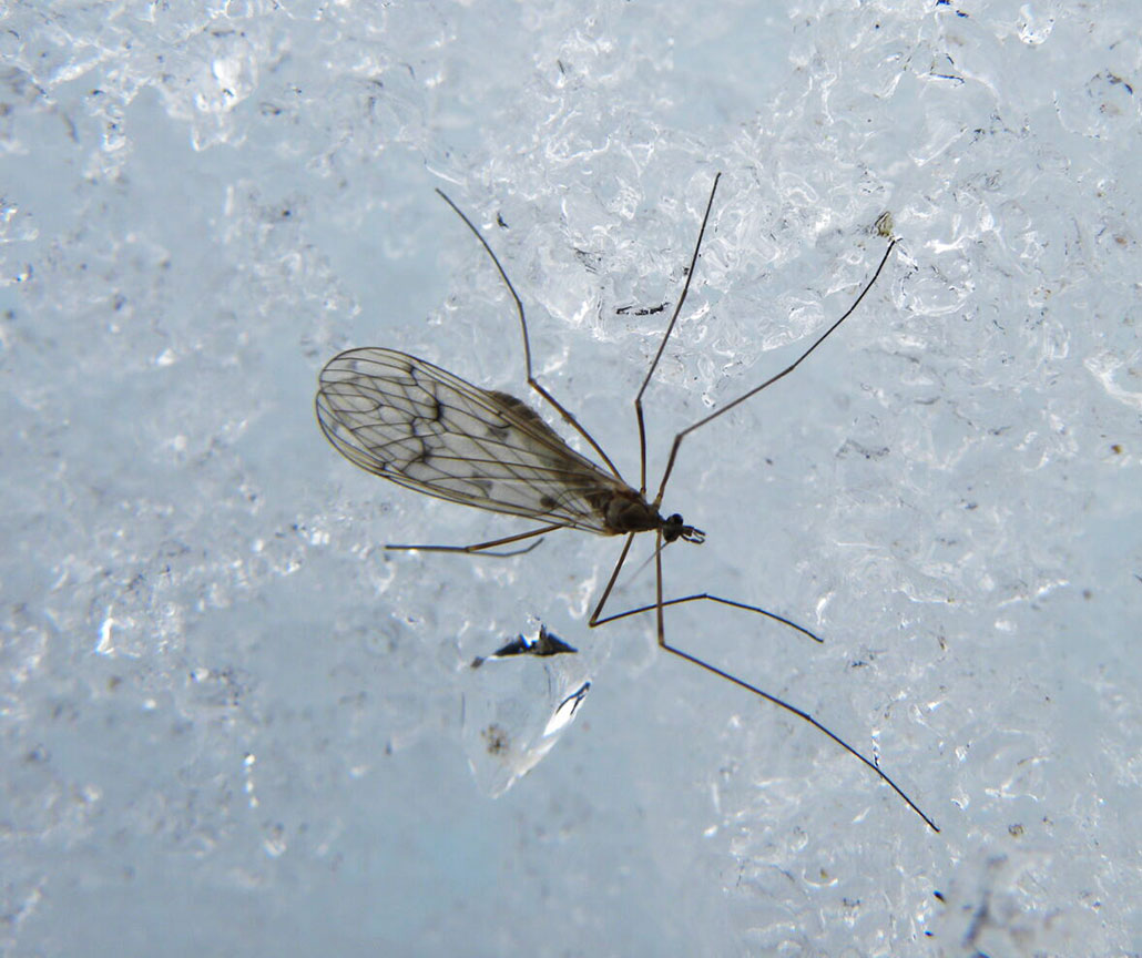 a photo of a winter crane fly on ice