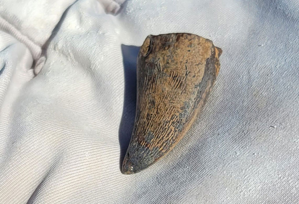 a close-up of an open leather gloved hand holding a fossil mosasaur