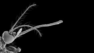 A scanning electron micrograph shows an mosquito head with a compound eye and two long, hair-covered antennae on a black background.