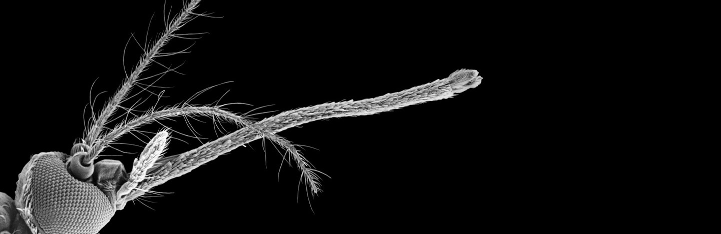 A scanning electron micrograph shows an mosquito head with a compound eye and two long, hair-covered antennae on a black background.